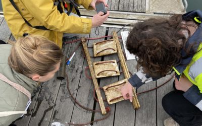 Corrodys immerge des supports dans les ports du Cotentin !